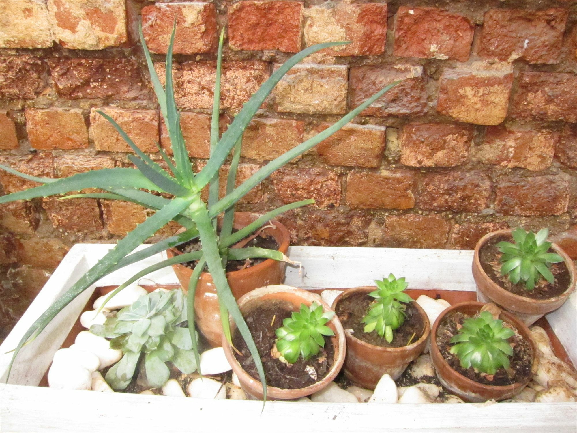 Avatara Bed & Breakfast Cape Town Eksteriør bilde